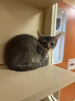 A1932646 -  Domestic Short Hair Cat for Adoption in Blythe, California - A1932646 | PetCurious