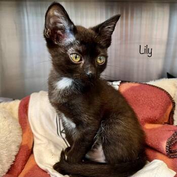 Leroy -  Domestic Short Hair Cat for Adoption in Madisonville, Tennessee - Leroy | PetCurious