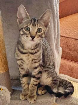 Cardi B -  Domestic Short Hair Cat for Adoption in Mission Viejo, California - Cardi B | PetCurious