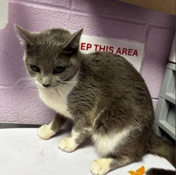 Domestic Short Hair Cats Available for Adoption - Mary Sanderson | PetCurious