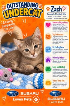 Zach -  Domestic Short Hair Cat for Adoption in Winter Haven, Florida - Zach | PetCurious