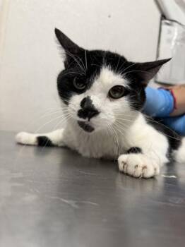 Domestic Short Hair Cats Available for Adoption in San Bernardino, California - KARL | PetCurious