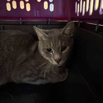 Denver 8 -  Domestic Short Hair Cat for Adoption in Philadelphia, Pennsylvania - Denver 8 | PetCurious