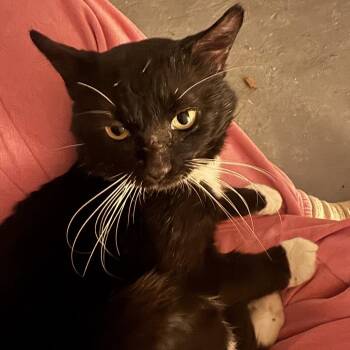 Domestic Short Hair Cats Available for Adoption - Gibson | PetCurious