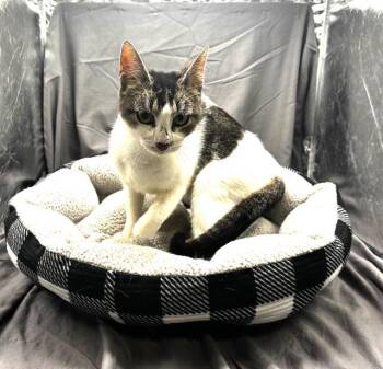 SHEILA -  Domestic Short Hair Cat Available for Adoption in Grovetown, Georgia - SHEILA | PetCurious