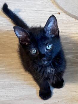 Spruce -  Domestic Medium Hair Cat Available for Adoption in Seal Beach, California - Spruce | PetCurious