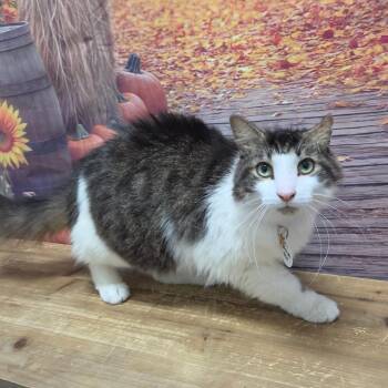 Gertrude -  Domestic Long Hair Cat for Adoption in Normal, Illinois - Gertrude | PetCurious