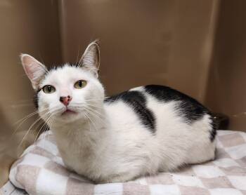 AJ -  Domestic Short Hair Cat for Adoption in Clayton, New Jersey - AJ | PetCurious