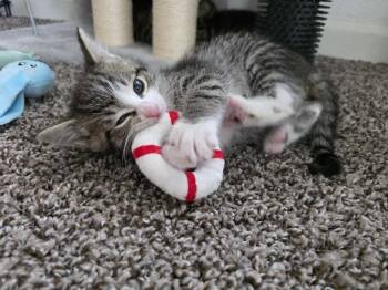 Domestic Short Hair Cats Available for Adoption in Virginia Beach, Virginia - Fionna | PetCurious