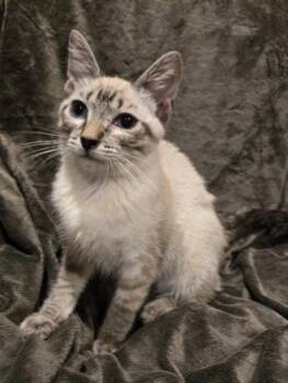 Bunny -  Domestic Short Hair Cat for Adoption in Anchorage, Alaska - Bunny | PetCurious