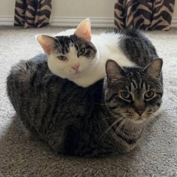 Rocky & Lola (bonded pair) -  Domestic Short Hair Cat for Adoption in Austin, Texas - Rocky & Lola (bonded Pair) | PetCurious