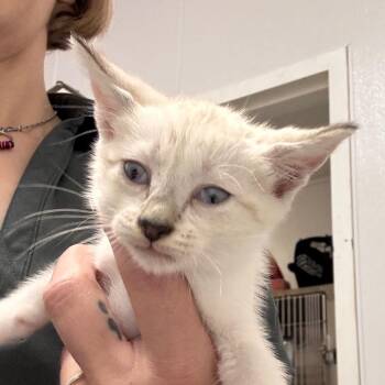 Marge -  Domestic Short Hair Cat for Adoption in Tampa, Florida - Marge | PetCurious