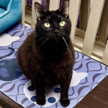 Shadow -  Domestic Short Hair Cat for Adoption in Lakeland, Florida - Shadow | PetCurious