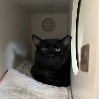 Domestic Short Hair Cats Available for Adoption in Salisbury, Massachusetts - TSA | PetCurious
