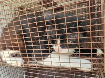Domestic Short Hair Cats Available for Adoption in Houston, Texas - A656605 | PetCurious