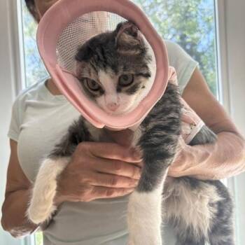 Theo -  Domestic Medium Hair Cat for Adoption in Brockport, New York - Theo | PetCurious