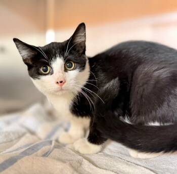 Daniel -  Domestic Short Hair Cat for Adoption in Hamilton, Ontario - Daniel | PetCurious