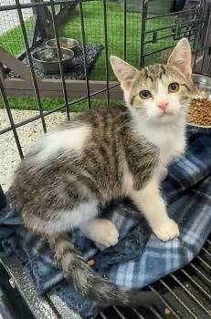 Rescue Domestic Short Hair Cats for Adoption in Columbia, Tennessee - Zoe | PetCurious