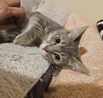 Rescue Domestic Short Hair Cats for Adoption in Eugene, Oregon - Salt | PetCurious