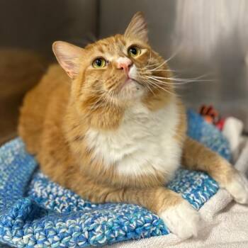 Domestic Long Hair Cats Available for Adoption in Morgan Hill, California - Mr. Peanutbutter | PetCurious