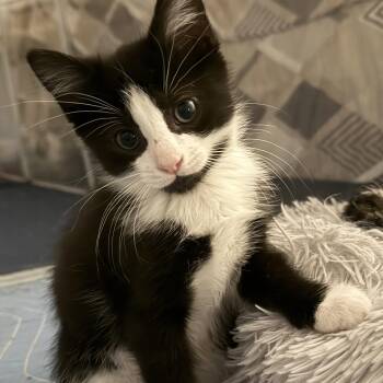 William -  Domestic Short Hair and Tuxedo Cat for Adoption in Germansville, Pennsylvania - William | PetCurious