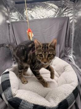 ASH -  Domestic Short Hair Cat for Adoption in Grovetown, Georgia - ASH | PetCurious
