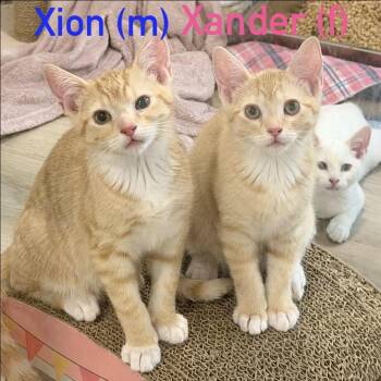Xion Silverman -  Domestic Short Hair Cat for Adoption in Eagle Mountain, Utah - Xion Silverman | PetCurious