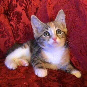 Domestic Short Hair Cats Available for Adoption in Los Angeles, California - Meli | PetCurious
