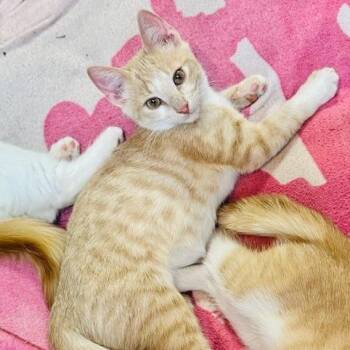 Domestic Short Hair Cats Available for Adoption - David Bowie | PetCurious