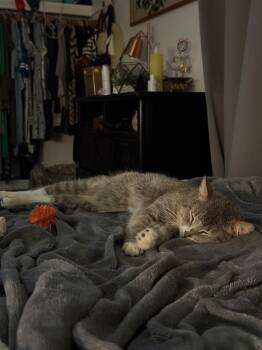 Domestic Short Hair Cats Available for Adoption - Leonidas | PetCurious