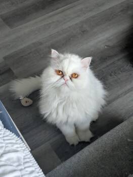 Quill -  Persian Cat for Adoption in Valparaiso, Indiana - Quill | PetCurious