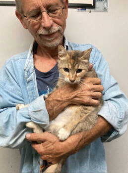 Rescue Domestic Short Hair and Dilute Calico Cats for Adoption in Macedonia, Ohio - Venus Bonded With Serena | PetCurious