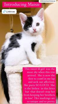 Maisie -  Domestic Short Hair Cat for Adoption in Mooresville, North Carolina - Maisie | PetCurious