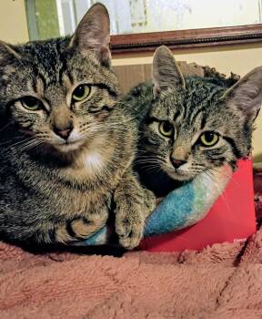 Jesse and Jamie -  Tabby Cat Available for Adoption in Syracuse, New York - Jesse And Jamie | PetCurious