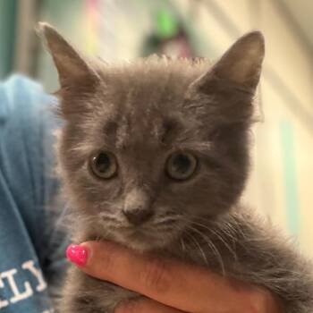 Nixon -  Domestic Medium Hair Cat for Adoption in Lake Jackson, Texas - Nixon | PetCurious