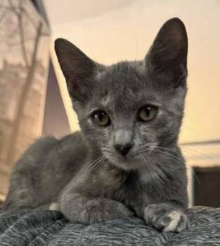 Rescue Domestic Short Hair Cats for Adoption in Ardsley, New York - Belle | PetCurious