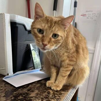 Rescue Tabby Cats for Adoption in Huntington, New York - Gus | PetCurious