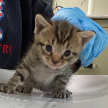 Stella -  Domestic Short Hair Cat for Adoption in Columbiana, Alabama - Stella | PetCurious