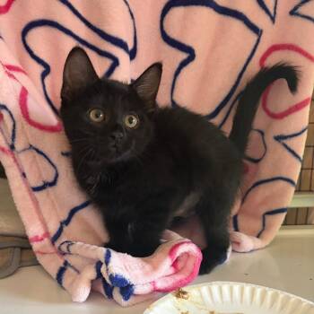 Fountain -  Domestic Short Hair Cat for Adoption in Chicago, Illinois - Fountain | PetCurious