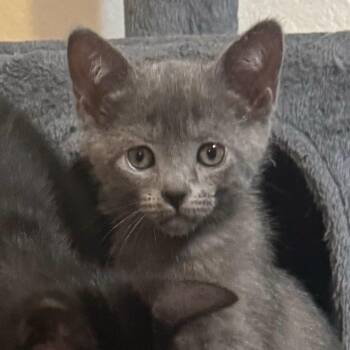 Harper Lee -  Domestic Short Hair Cat for Adoption in Fort Worth, Texas - Harper Lee | PetCurious