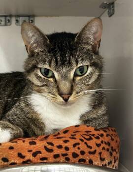 Max -  Domestic Short Hair Cat for Adoption in Maple Ridge, British Columbia - Max | PetCurious