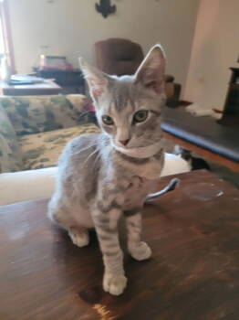 Rescue Tabby and Domestic Short Hair Cats for Adoption in Pineville, Louisiana - Buttermilk Biscuits | PetCurious