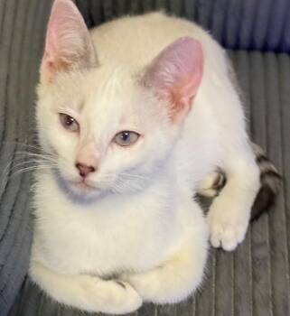 Hope -  Domestic Short Hair Cat for Adoption in Darien, Georgia - Hope | PetCurious