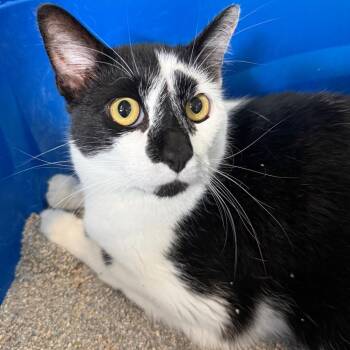 Domestic Short Hair Cats Available for Adoption - Apollo | PetCurious