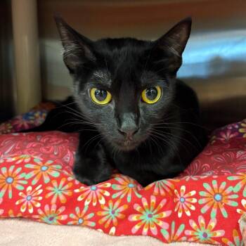 Monmouth -  Domestic Short Hair Cat for Adoption in Keizer, Oregon - Monmouth | PetCurious