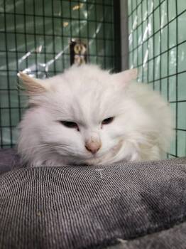 Domestic Long Hair Cats Available for Adoption - Genesis | PetCurious