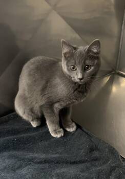 Rescue Russian Blue and Domestic Short Hair Cats for Adoption in Montville, New Jersey - Gracie | PetCurious