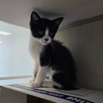 Kid -  Domestic Short Hair Cat for Adoption in Las Cruces, New Mexico - Kid | PetCurious
