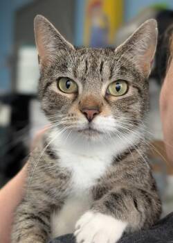 NIKA -  Domestic Short Hair Cat for Adoption in Canfield, Ohio - NIKA | PetCurious