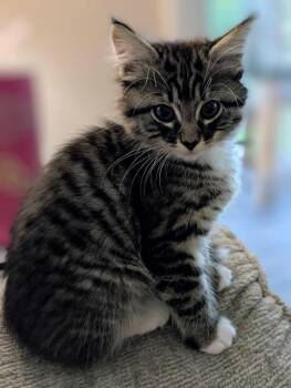 Domestic Short Hair Cats Available for Adoption in Gorham, Maine - Lucy Aka River | PetCurious